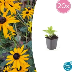 LA GREEN TOUCH - Rudbeckia 'goldsturm' x12 – entre 0,75 et 1m2