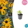LA GREEN TOUCH - Rudbeckia 'goldsturm' x20 – entre 1,25 et 1,67m2