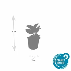 LA GREEN TOUCH - Rudbeckia 'goldsturm' x20 – entre 1,25 et 1,67m2