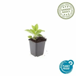 LA GREEN TOUCH - Rudbeckia 'goldsturm' x20 – entre 1,25 et 1,67m2