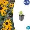 LA GREEN TOUCH - Rudbeckia 'goldsturm' x40 – entre 2,5 et 3,33m2