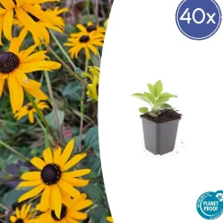 LA GREEN TOUCH - Rudbeckia 'goldsturm' x40 – entre 2,5 et 3,33m2