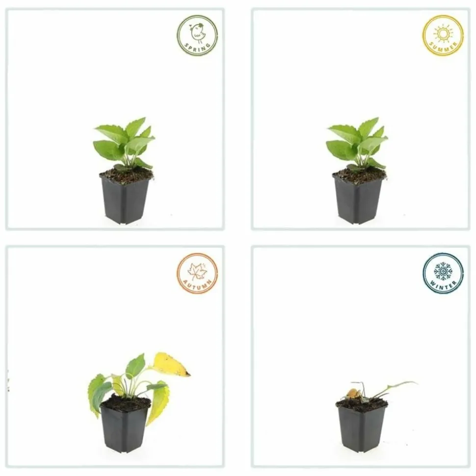LA GREEN TOUCH - Rudbeckia 'goldsturm' x60 – entre 3,75 et 5m2