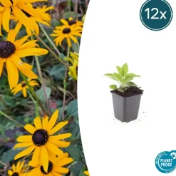 LA GREEN TOUCH - Rudbeckia 'goldsturm' x60 – entre 3,75 et 5m2