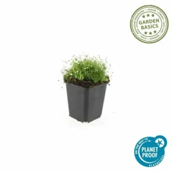 LA GREEN TOUCH - Sagine subulée x40 – entre 2,5 et 3,33m2