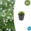LA GREEN TOUCH - Sagine subulée x6 – entre 0,38 et 0,5m2