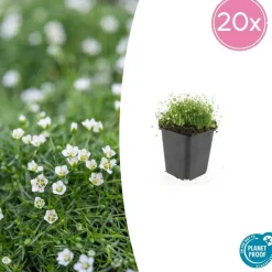 LA GREEN TOUCH - Sagine subulée x6 – entre 0,38 et 0,5m2
