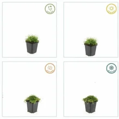 LA GREEN TOUCH - Sagine subulée x60 – entre 3,75 et 5m2