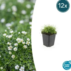 LA GREEN TOUCH - Sagine subulée x60 – entre 3,75 et 5m2