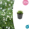 LA GREEN TOUCH - Sagine subulée x20 – entre 1,25 et 1,67m2