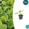 LA GREEN TOUCH - Sauge de jérusalem x12 – entre 0,75 et 1m2