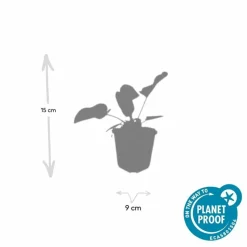 LA GREEN TOUCH - Sauge de jérusalem x12 – entre 0,75 et 1m2