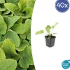 LA GREEN TOUCH - Sauge de jérusalem x40 – entre 2,5 et 3,33m2
