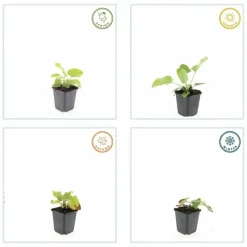LA GREEN TOUCH - Sauge de jérusalem x40 – entre 2,5 et 3,33m2