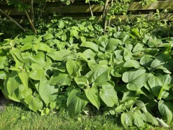LA GREEN TOUCH - Sauge de jérusalem x40 – entre 2,5 et 3,33m2