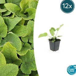 LA GREEN TOUCH - Sauge de jérusalem x40 – entre 2,5 et 3,33m2