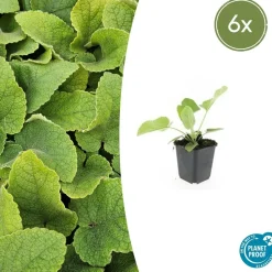 LA GREEN TOUCH - Sauge de jérusalem x6 – entre 0,38 et 0,5m2