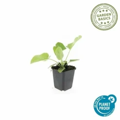LA GREEN TOUCH - Sauge de jérusalem x6 – entre 0,38 et 0,5m2