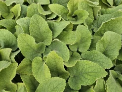 LA GREEN TOUCH - Sauge de jérusalem x6 – entre 0,38 et 0,5m2