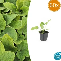 LA GREEN TOUCH - Sauge de jérusalem x60 – entre 3,75 et 5m2