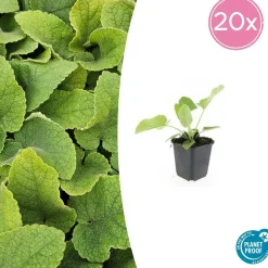 LA GREEN TOUCH - Sauge de jérusalem x20 – entre 1,25 et 1,67m2