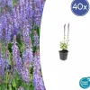 LA GREEN TOUCH - Sauge des bois 'caradonna' x40 – entre 2,5 et 3,33m2