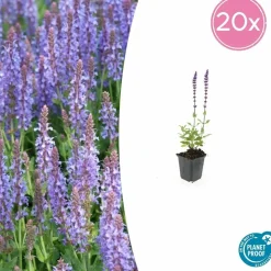 LA GREEN TOUCH - Sauge des bois 'caradonna' x40 – entre 2,5 et 3,33m2