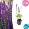 LA GREEN TOUCH - Sauge des bois 'ostfriesland' x20 – entre 1,25 et 1,67m2