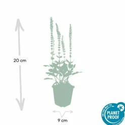 LA GREEN TOUCH - Sauge des bois 'ostfriesland' x20 – entre 1,25 et 1,67m2