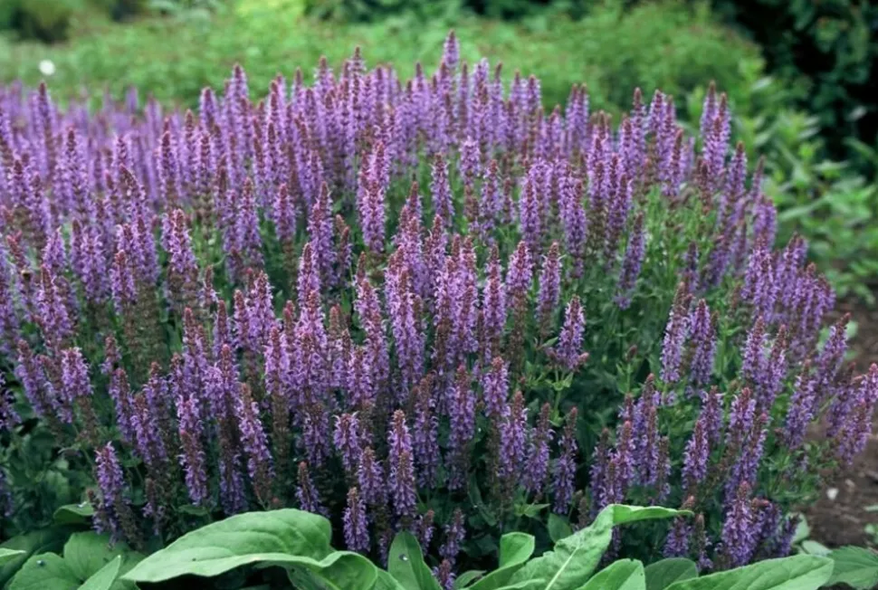 LA GREEN TOUCH - Sauge des bois 'caradonna' x6 – entre 0,38 et 0,5m2