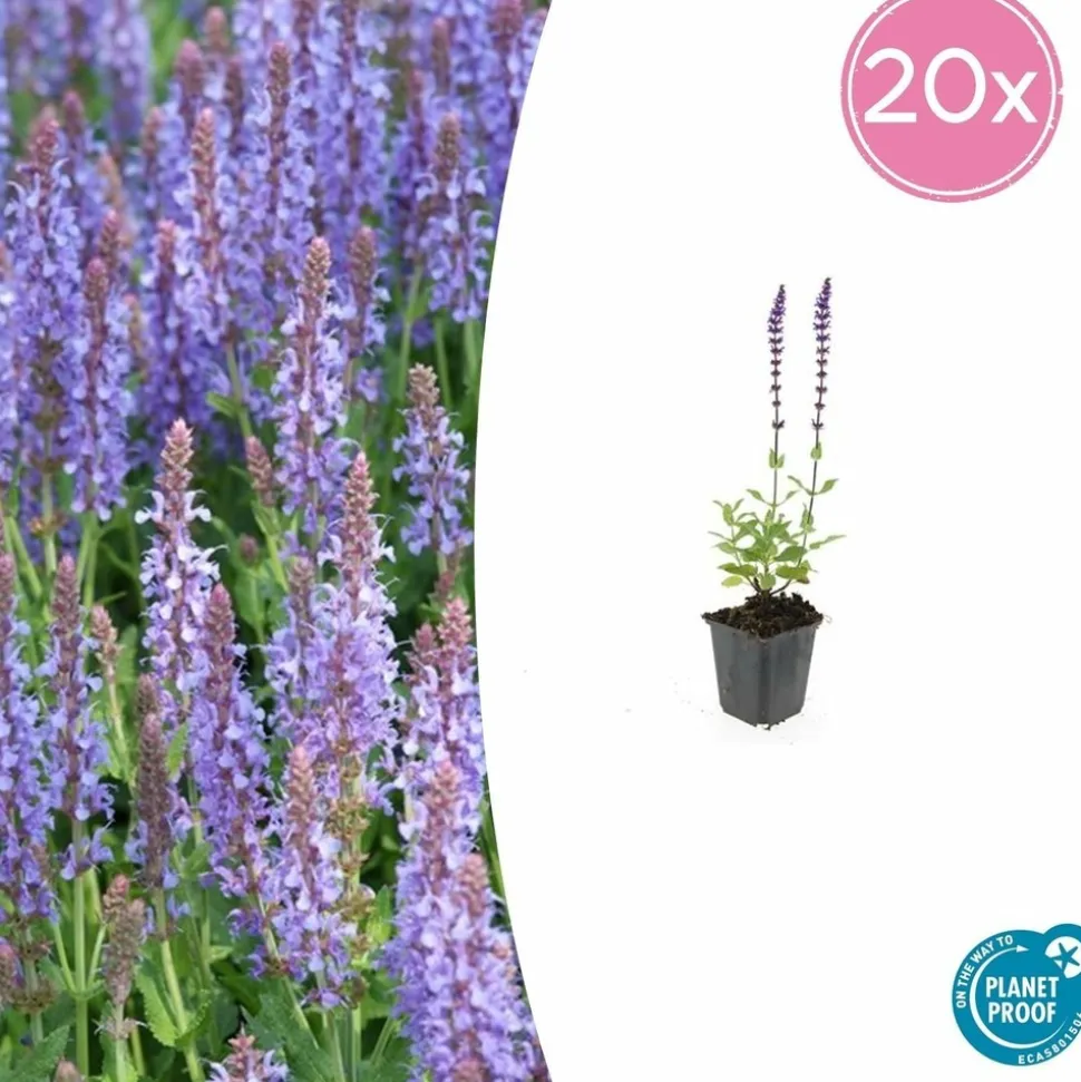 LA GREEN TOUCH - Sauge des bois 'caradonna' x6 – entre 0,38 et 0,5m2