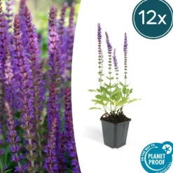 LA GREEN TOUCH - Sauge des bois 'ostfriesland' x6 – entre 0,38 et 0,5m2