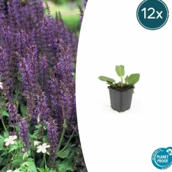 LA GREEN TOUCH - Sauge des bois 'mainacht' x40 – entre 2,5 et 3,33m2
