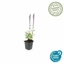 LA GREEN TOUCH - Sauge des bois 'caradonna' x20 – entre 1,25 et 1,67m2