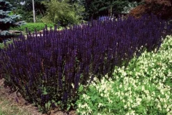 LA GREEN TOUCH - Sauge des bois 'mainacht' x6 – entre 0,38 et 0,5m2