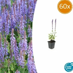 LA GREEN TOUCH - Sauge des bois 'caradonna' x60 – entre 3,75 et 5m2