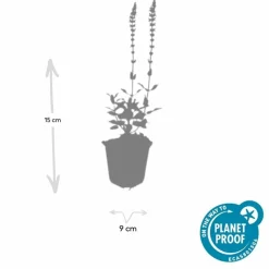 LA GREEN TOUCH - Sauge des bois 'caradonna' x60 – entre 3,75 et 5m2