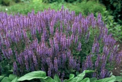 LA GREEN TOUCH - Sauge des bois 'caradonna' x60 – entre 3,75 et 5m2