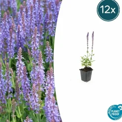 LA GREEN TOUCH - Sauge des bois 'caradonna' x60 – entre 3,75 et 5m2