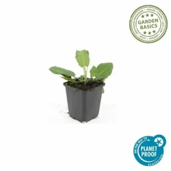 LA GREEN TOUCH - Sauge des bois 'mainacht' x60 – entre 3,75 et 5m2