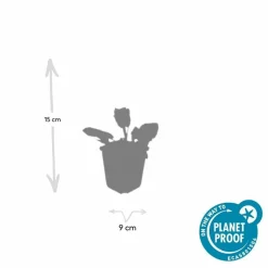 LA GREEN TOUCH - Sauge des bois 'mainacht' x60 – entre 3,75 et 5m2