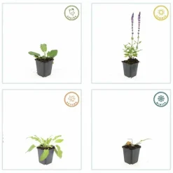 LA GREEN TOUCH - Sauge des bois 'mainacht' x60 – entre 3,75 et 5m2