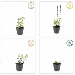 LA GREEN TOUCH - Sauge des bois 'caradonna' x12 – entre 0,75 et 1m2
