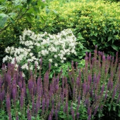 LA GREEN TOUCH - Sauge des bois 'ostfriesland' x12 – entre 0,75 et 1m2