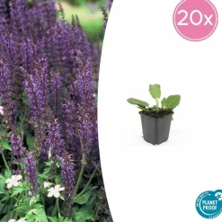 LA GREEN TOUCH - Sauge des bois 'mainacht' x20 – entre 1,25 et 1,67m2