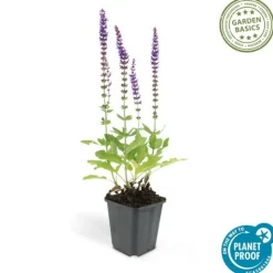 LA GREEN TOUCH - Sauge des bois 'ostfriesland' x40 – entre 2,5 et 3,33m2