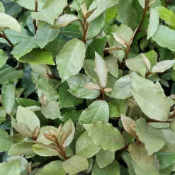 LA GREEN TOUCH - Saule olivier h125cm pour 10 mètres linéaires de haie 10x12l