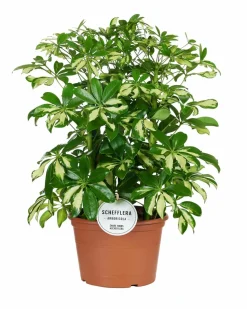 LA GREEN TOUCH - Schefflera gerda 55cm - plante d'intérieur