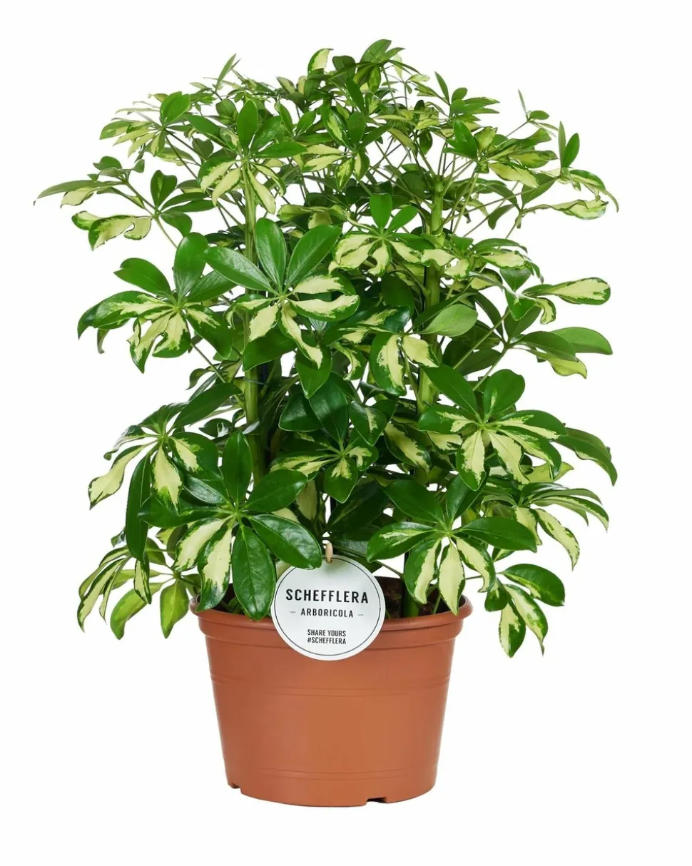 LA GREEN TOUCH - Schefflera gerda 55cm - plante d'intérieur