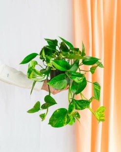 LA GREEN TOUCH - Scindapsus epipremnum 30cm - plante d'intérieur